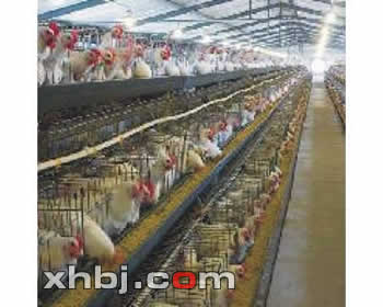 香河板金网提供生产鸡舍设计图厂家